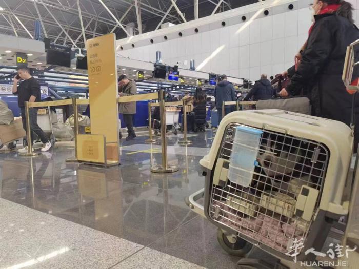 国际宠物托运✈️🌏欧洲线  专做宠物运输11年，  需要的滴滴滴我🌹