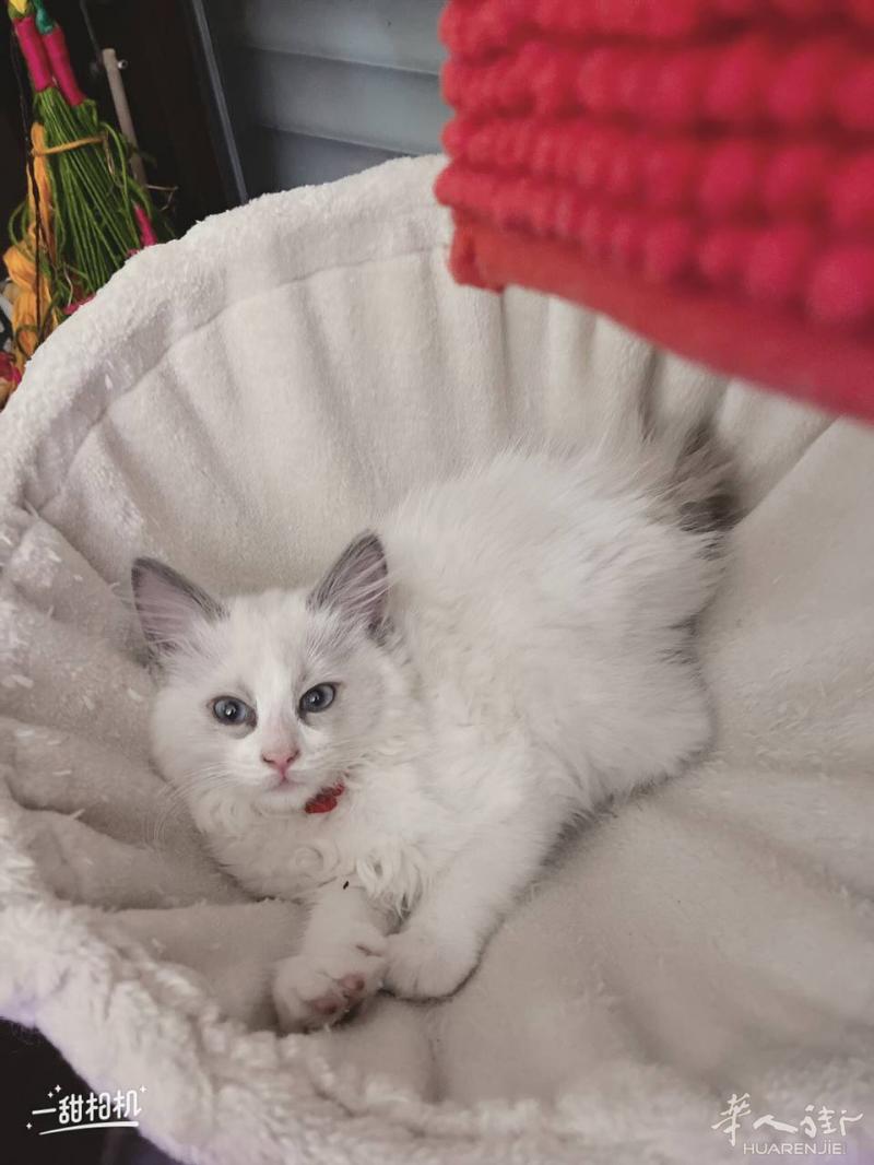 几个月布偶猫找新主人，养过宠物者，有爱心者优先，非诚勿扰，联系微信Mars88099