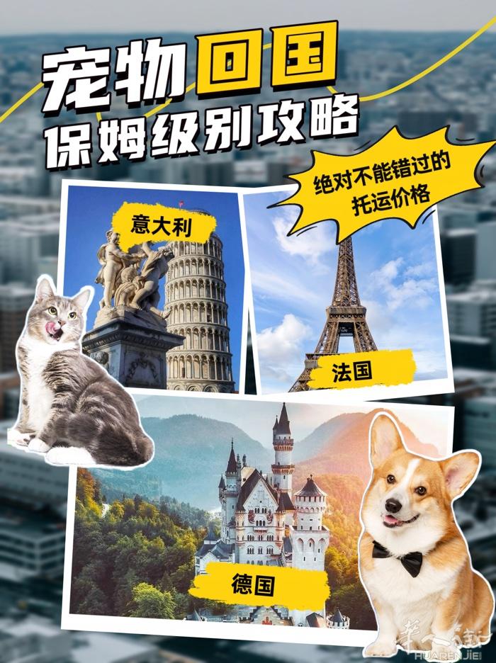 Eva国际宠物运输 专做欧洲线，业务覆盖整个欧洲 代办宠物出国/回国手续 全程保