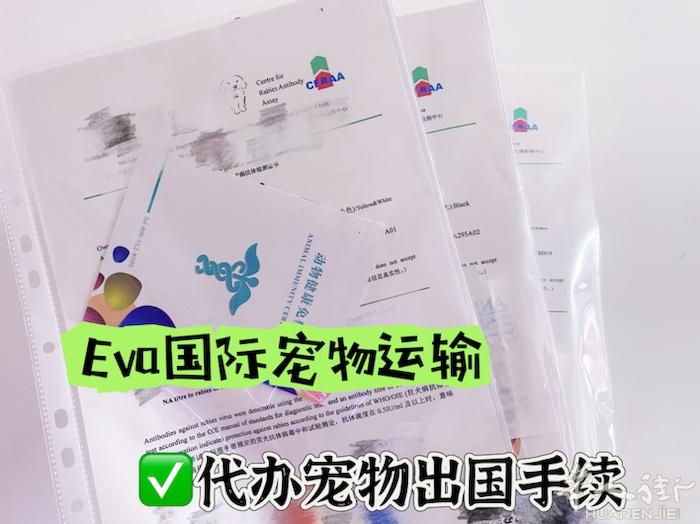 Eva国际宠物托运 欧洲专线 1⃣️、宠物回国/出国手续代办 2⃣️、宠物回国/