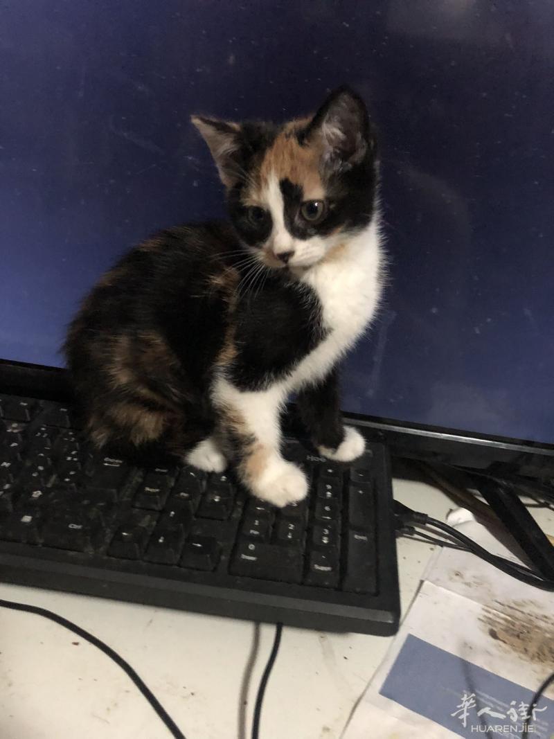 可爱小猫找主人
