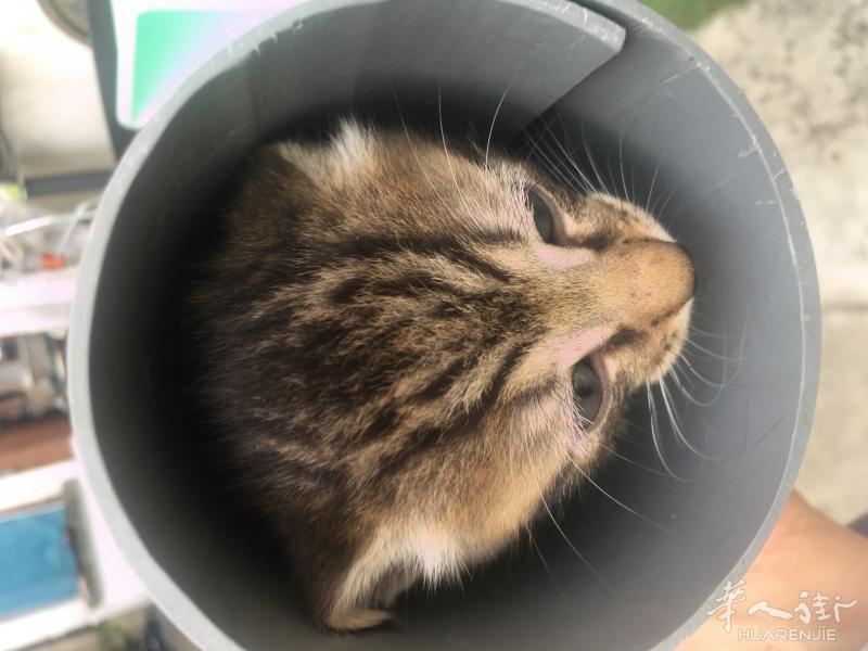 93la courneuve 四只可爱的小猫宝宝找新家