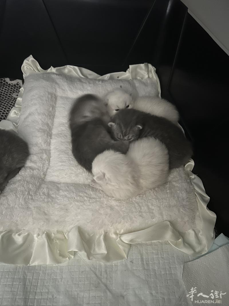 小奶猫接受预定