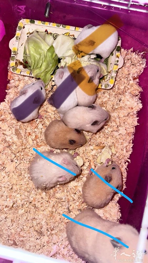 金丝熊 一个月的崽崽 🉑🈶公和母 白色一只8💶 黄色15💶 🉑优惠 面