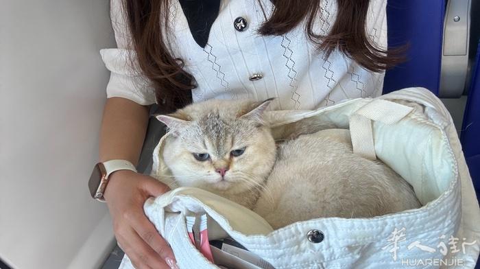 接寄养 猫咪，仓鼠…不接狗狗哦 🉑博洛尼亚，carpi，modena，parm