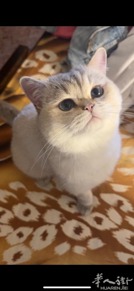 公猫找女朋友 银渐层 test fiv negativo 性格温顺 配种费300