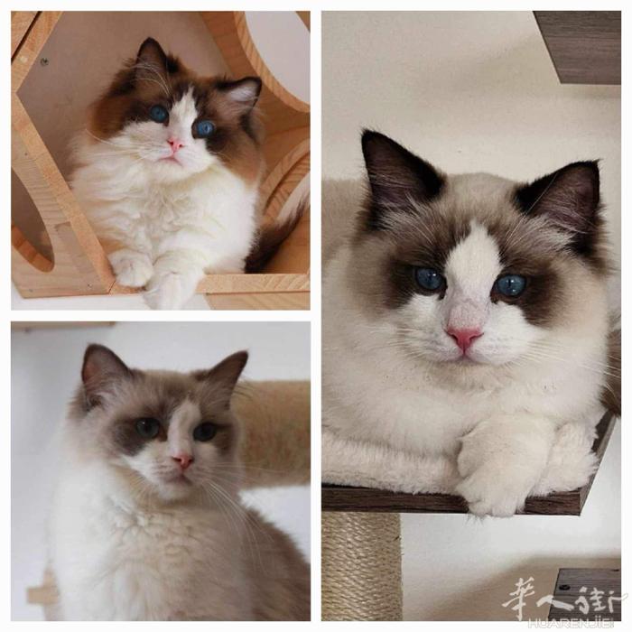 巴黎LOOF注册布偶金渐层猫舍, 小红书法国Victoria渐层布偶猫舍; 种猫