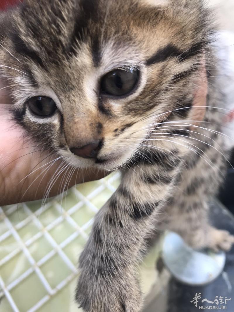 猫咪2个小家伙30天生日,找爱我的爸爸妈妈
