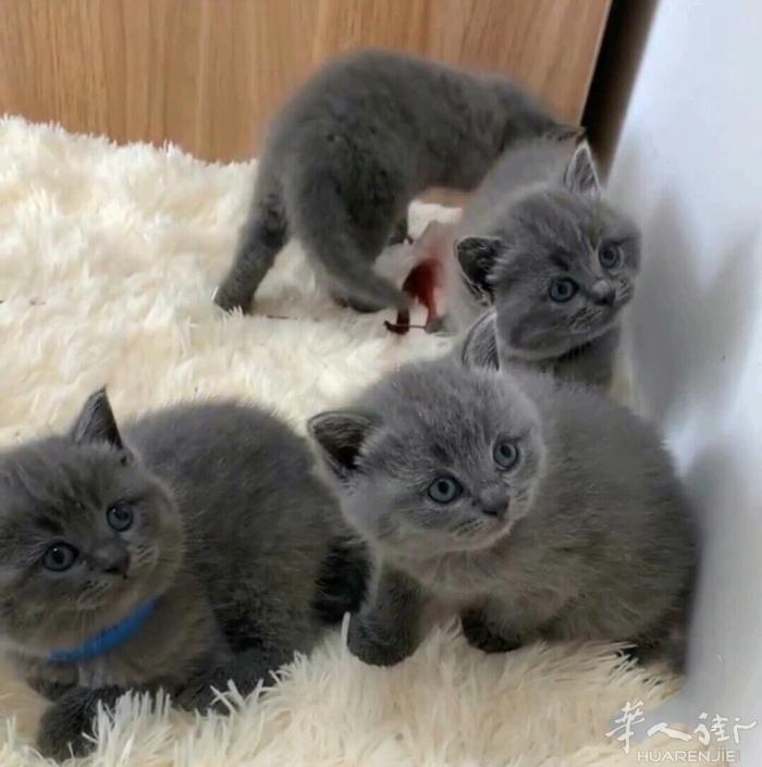 米兰蓝猫领养，母猫下太多了加上本人工作忙照顾不过来了不想委屈小猫，找个有爱心的