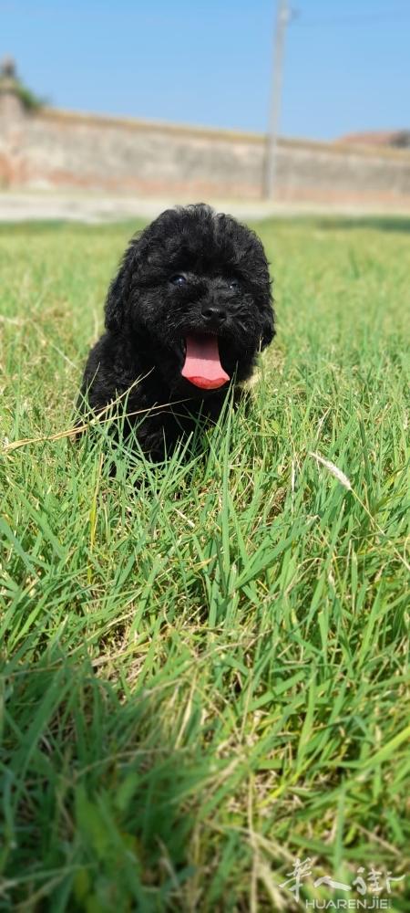 纯种玩具贵宾犬二个月大