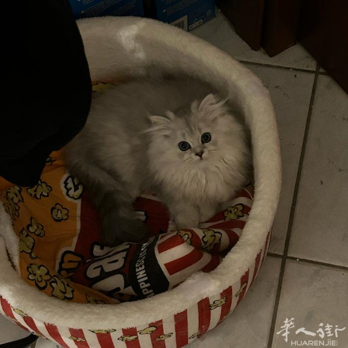 米兰出一只三个月长毛银妹妹 可上门看猫  有兴趣联系wx Qiaoff0702