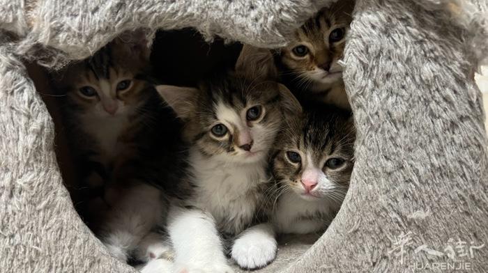 出售小奶猫  小奶猫刚刚摆过️️酒 有喜欢养猫的 人可以看一下 或正想