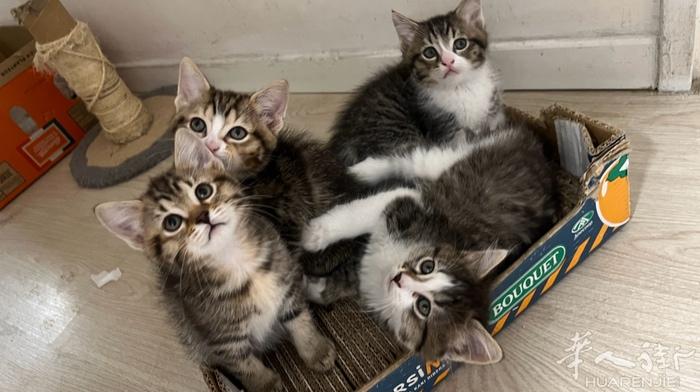 出售小奶猫  喜欢的可以联系我  小奶猫刚刚摆过️️酒 有喜欢养猫的