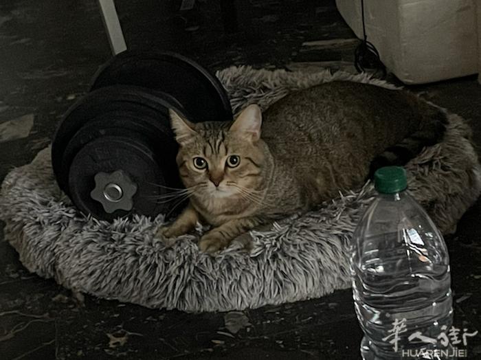免费领养 十八个月 灰色虎斑猫 未绝育 ，性格非常好 因本人无法继续养 找新人家