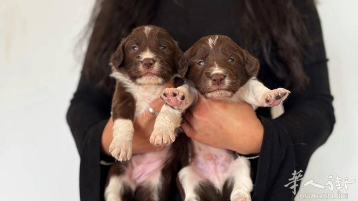 两只2个半月幼犬，边牧爸爸史宾格妈妈，佩鲁贾自提，200欧包含一针疫苗 微信Z3