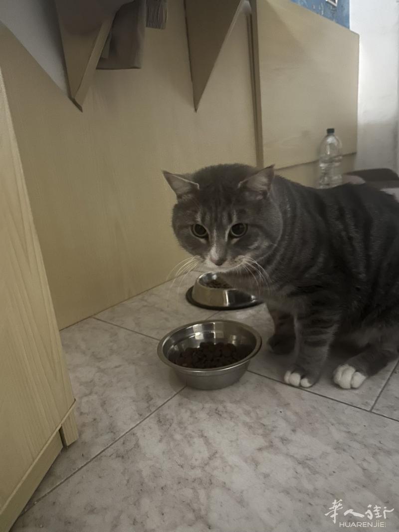 喜欢养猫的朋友看过来，免费领养公仔一只，领养条件不