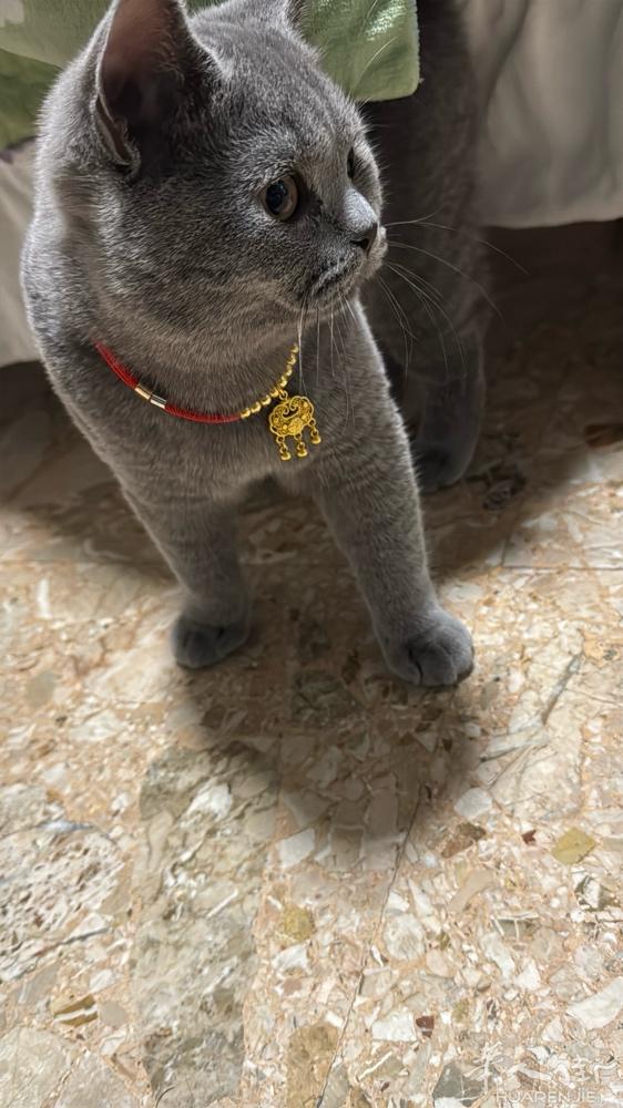 为我家宝宝公蓝猫（目前6个月大）寻求母英短无常 配种只要一小幼猫 有想法的联系