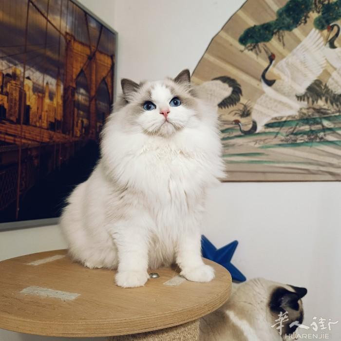 蓝双布偶猫弟弟
