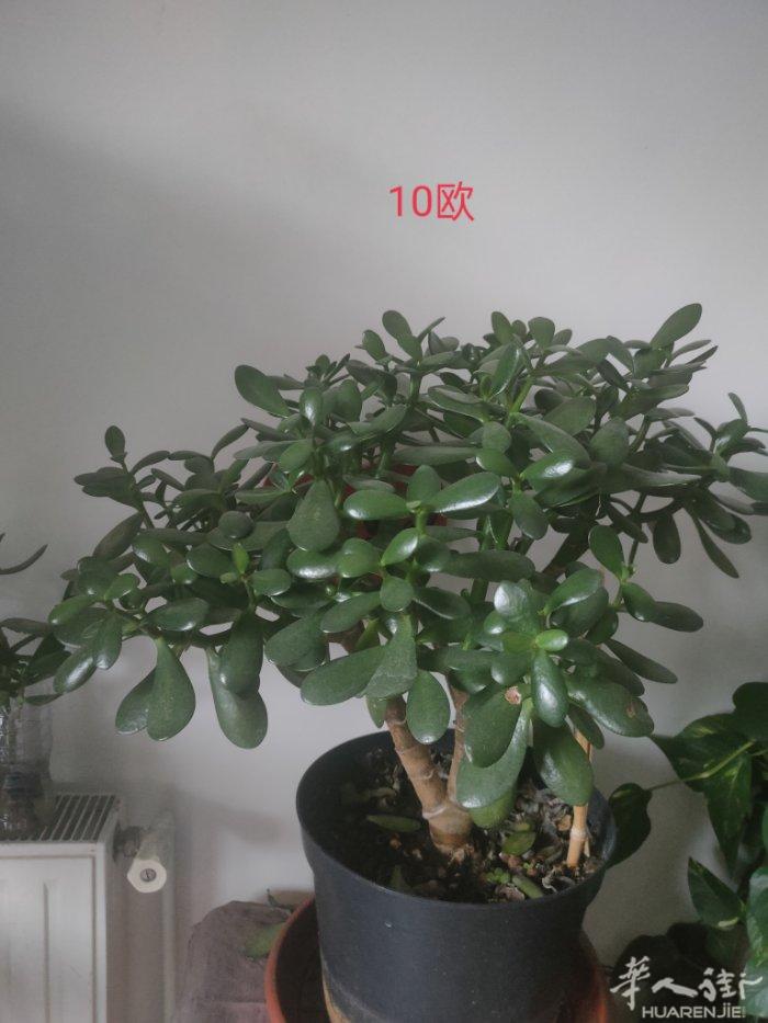 有喜欢植物的吗