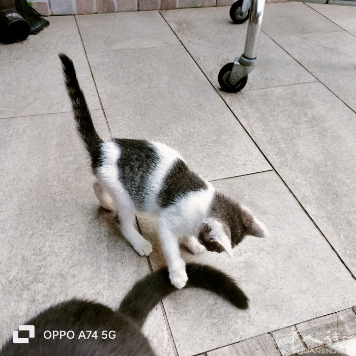 3个半的猫咪公的