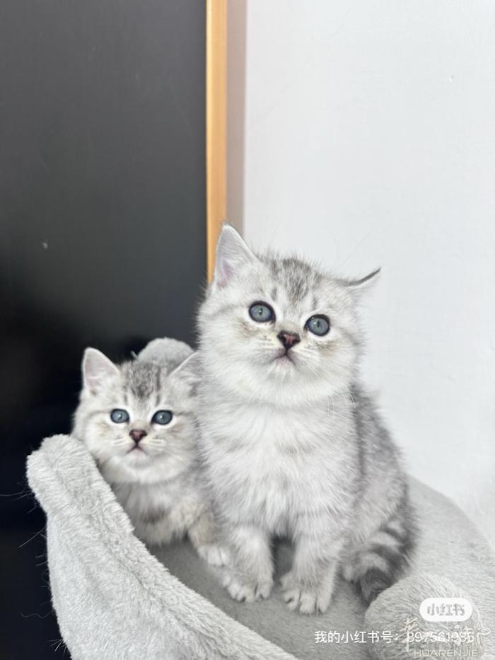 三个月银渐层小猫 三弟弟两妹妹 400包驱虫 vx： 3274544712
