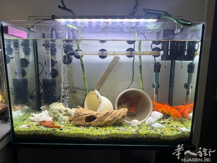 出售鱼缸。有需要的加微信81605679