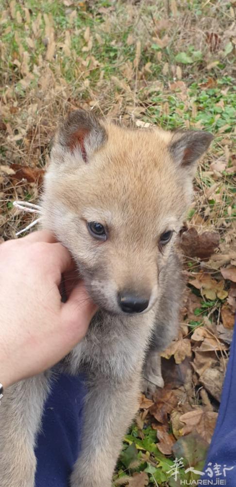 有人想养捷克狼犬弟弟吗？高品相带血统证书！ 我买了妹妹，可以顺带给你们带上来