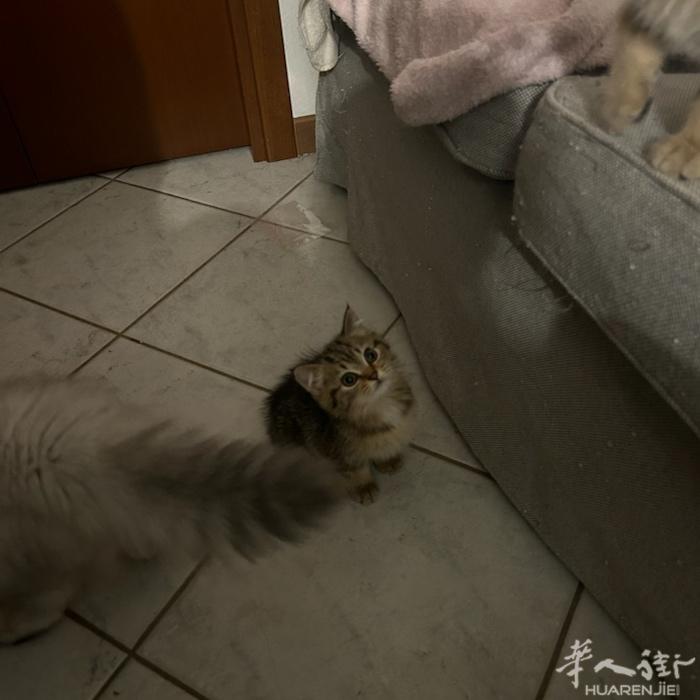 米兰便宜出三只英短 300 包内外驱虫 可上门看猫猫两妹妹 俩弟弟 wx Qia
