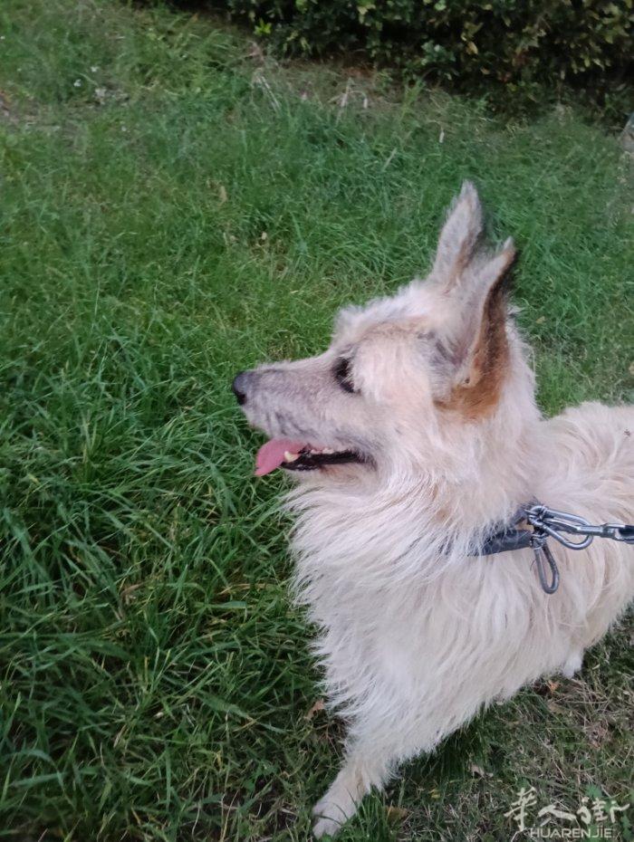 免费赠送一只比利时牧羊犬，芯片疫苗到完成，因为住家问题，无法继续养，