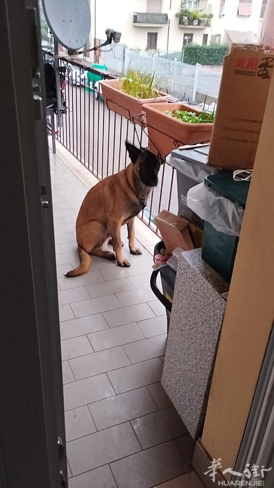 马犬6个月 芯片，预防针 内驱虫外驱虫都弄好了