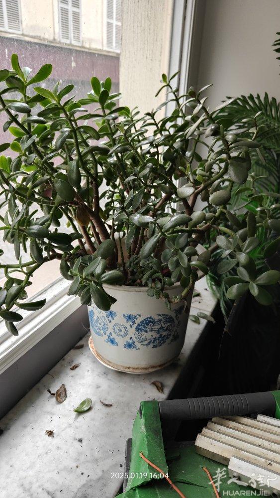 arbre  de jade 金钱树