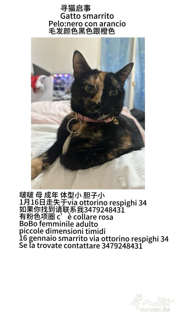 Prato 1000欧寻猫 还猫马上给钱 大家如果有什么线索也可以联系我 给红包