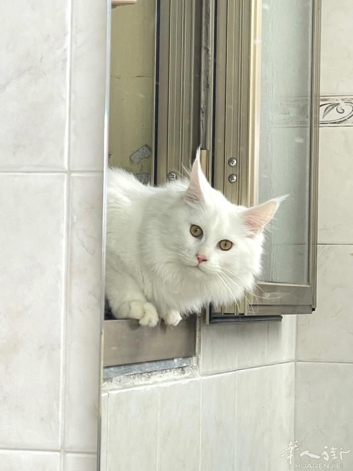 普拉多 出售缅因公猫！