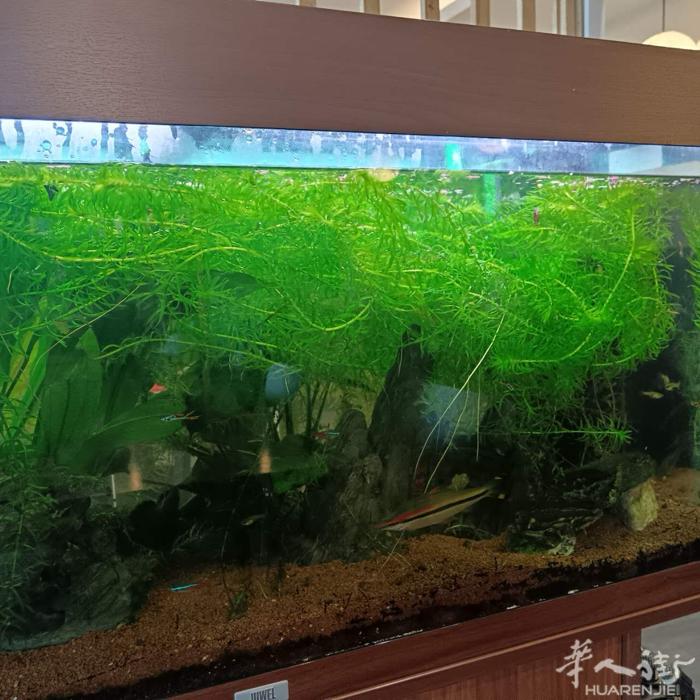 水草15欧10条加送10条小鱼外送10个螺