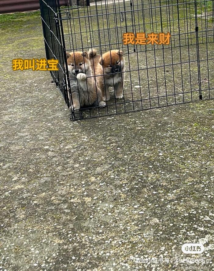 宠物店Hello pet 现货柴犬 包芯片➕疫苗➕售后 实体店在prato 国际