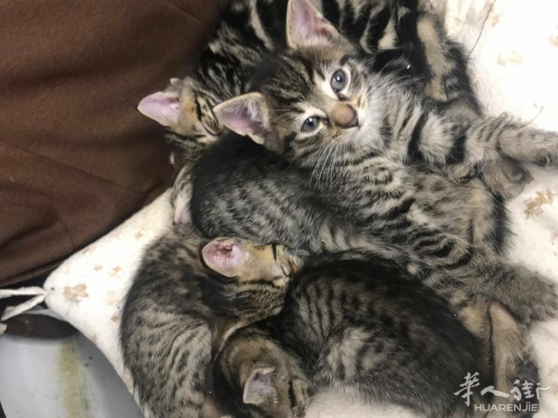 3只小奶猫50天找新爸妈