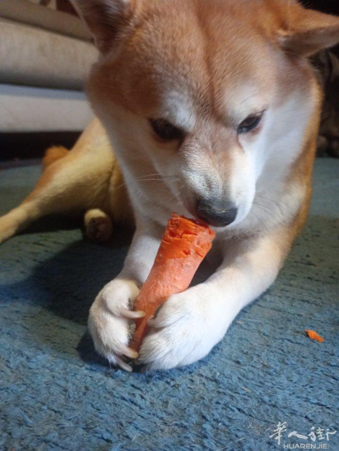 母柴犬4岁多，求公柴犬配种...