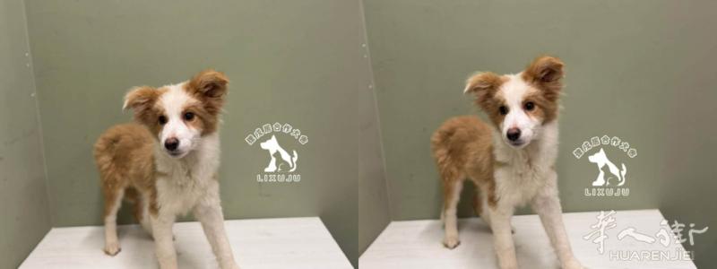 🐕出售纯种稀有金色边牧雌性幼崽！4.8个月随时可去新家携带ENCI注册证明