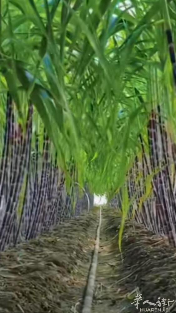 急需清白居留带身份证和2手欠少的工场用