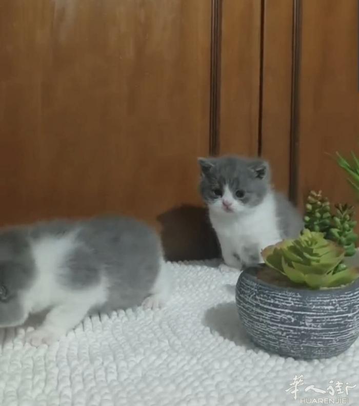 英短蓝白和蓝猫弟弟找家长，喜欢的私聊，微信a13393899771
