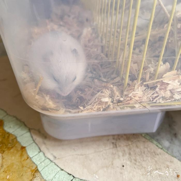 出仓鼠宝宝，5欧一只，喜欢的联系