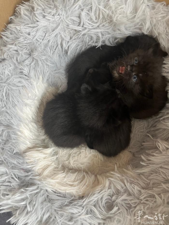 出虎纹小黑猫 黑粉肉垫 2/3个月🉑接 v：Zyr_H1122