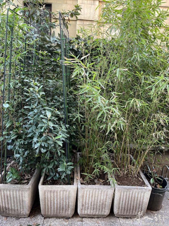 米兰市内有7篷花盆带花低价出售