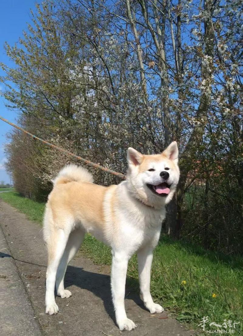 朋友回国，有5条纯种秋田犬，有想领养的人可以联系我