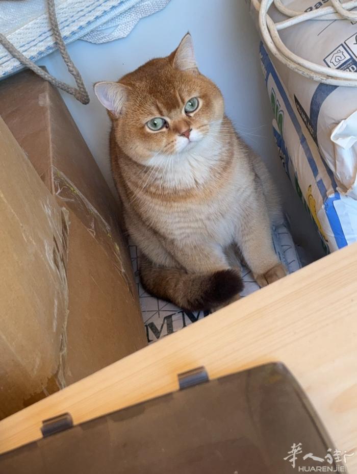 出纯种金渐层猫 送自动猫砂盆 其他用品