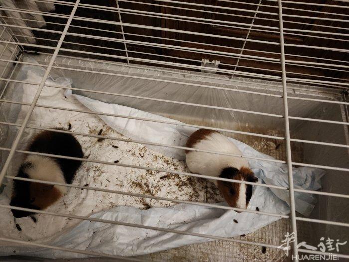 荷兰猪免费送小孩子不照顾所以送人 有4只2公2母笼子也送