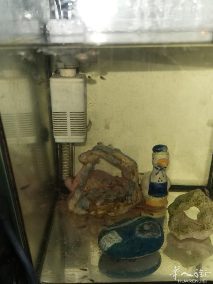 有迷你鹦鹉鱼崽 30 条 20 欧元