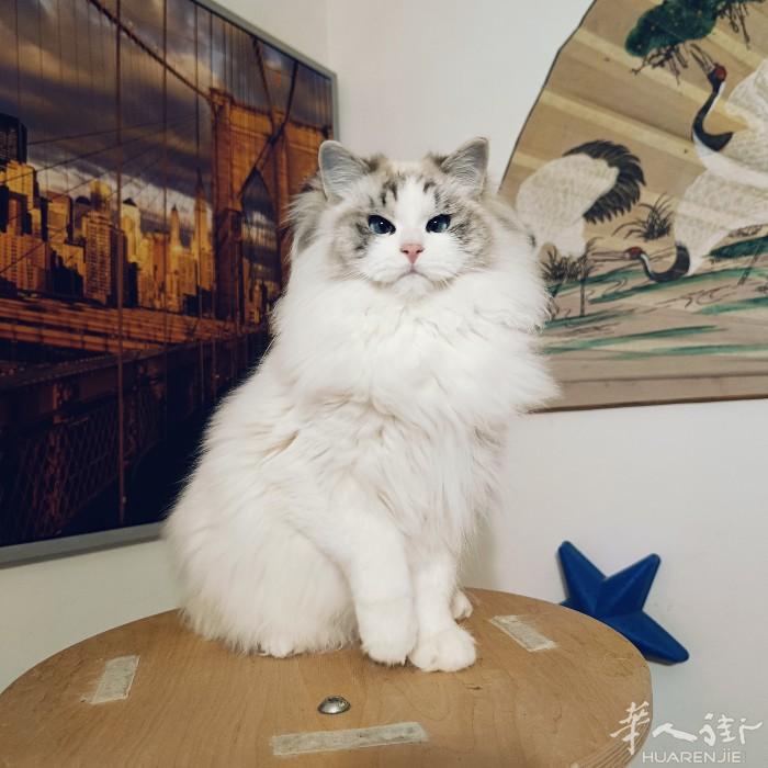 布偶猫弟弟找家长