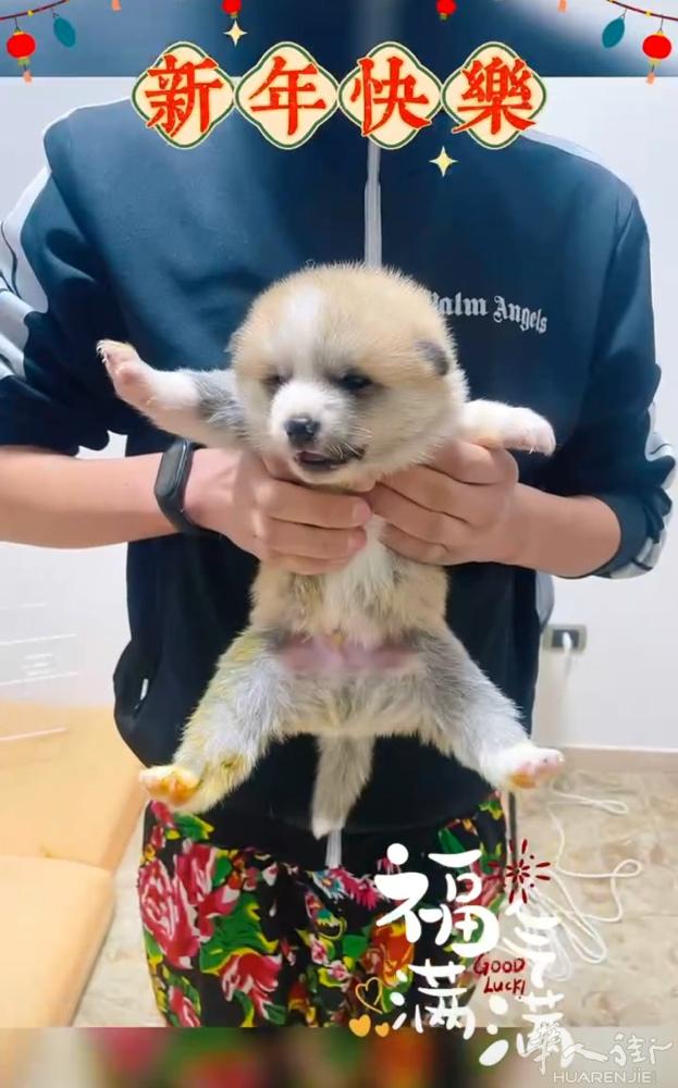 🔆秋田犬宝宝 开卖！ 🐶双血统  城市reggio emilia 微信 ：Q