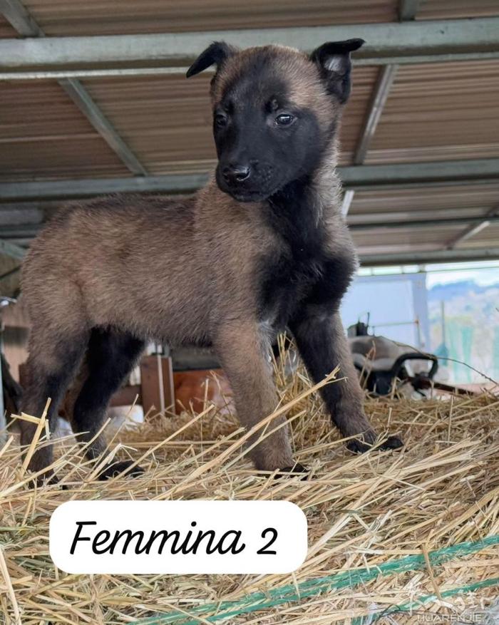 比利时牧羊犬 芯片血统齐全 微信X1314522X